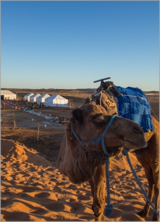 Mohayut Desert Activities